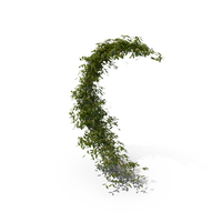 Ivy Curved Shape PNG & PSD Images