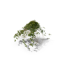 Ivy Cluster PNG & PSD Images