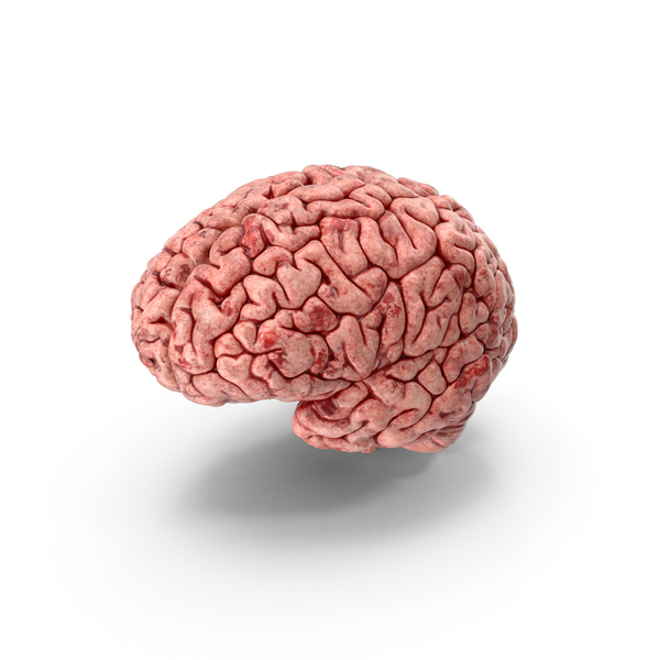 Human Brain PNG & PSD Images