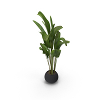Banana Plant PNG & PSD Images
