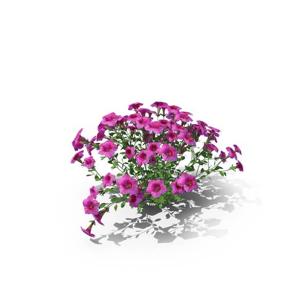 Petunia PNG & PSD Images
