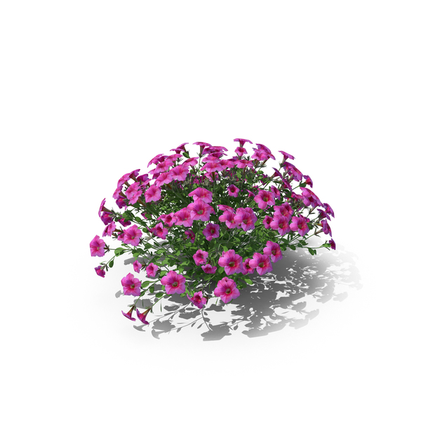 Petunia PNG & PSD Images