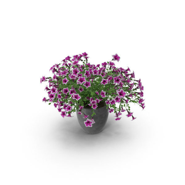 Potted Petunia PNG & PSD Images