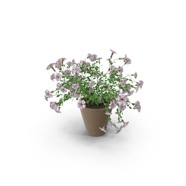 Petunia PNG & PSD Images