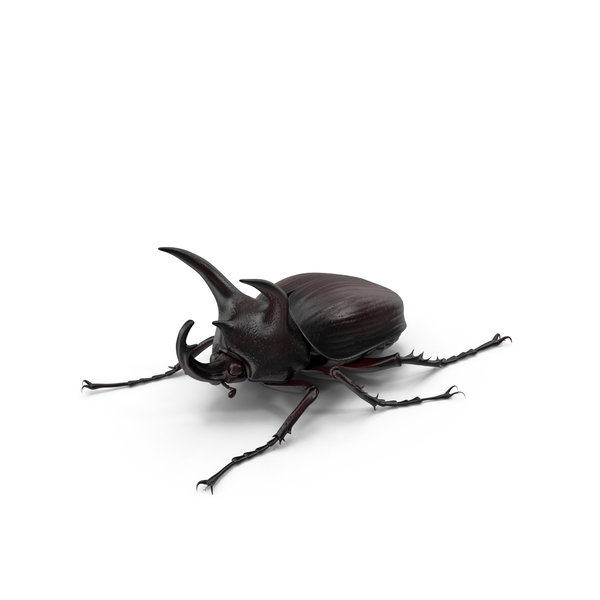 Rhinoceros Beetle PNG & PSD Images