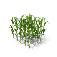 Corn Stalks and Patch PNG & PSD Images