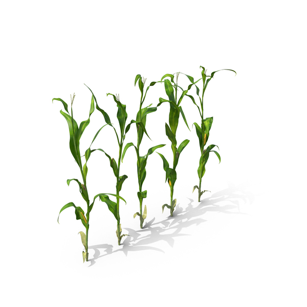 Corn Row PNG & PSD Images