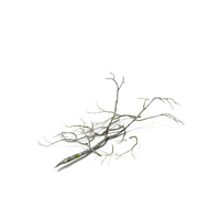 Fallen Tree Branch PNG & PSD Images