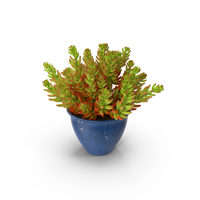 Succulent House Plant PNG & PSD Images