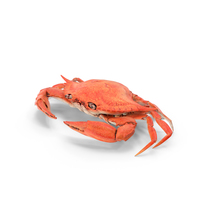 Crab PNG & PSD Images