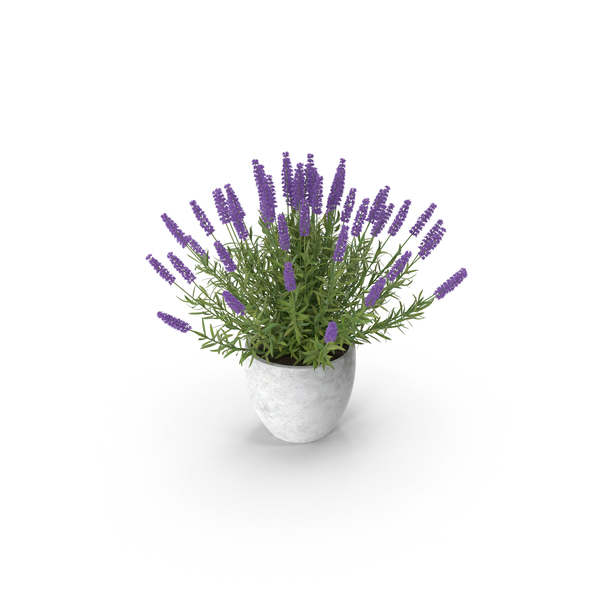 Potted Lavender PNG & PSD Images