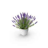 Potted Lavender PNG & PSD Images