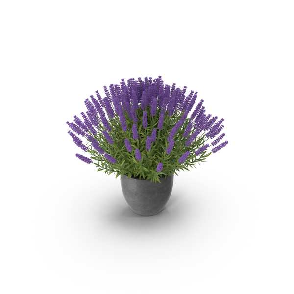 Potted Lavender PNG & PSD Images