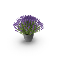 Potted Lavender PNG & PSD Images