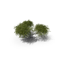 Acacia PNG & PSD Images