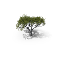 Acacia PNG & PSD Images