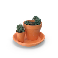Succulent PNG & PSD Images