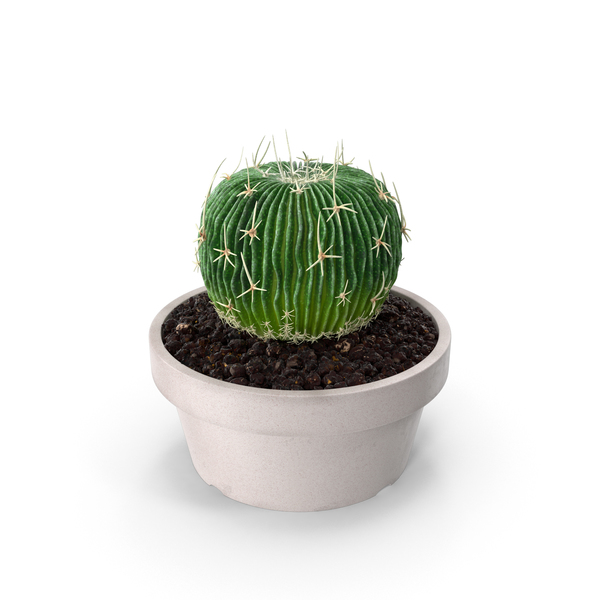 Succulent PNG & PSD Images