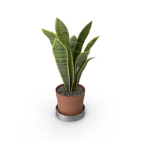House Plant PNG & PSD Images