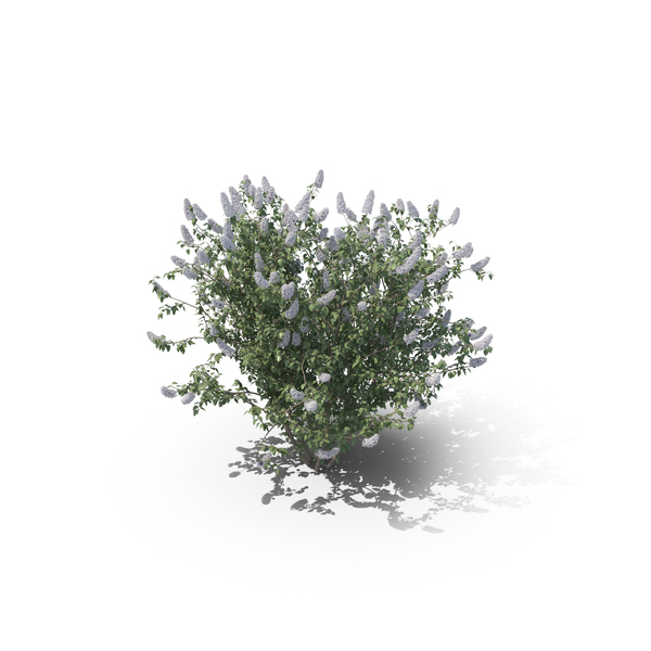 Lilac Bush PNG & PSD Images