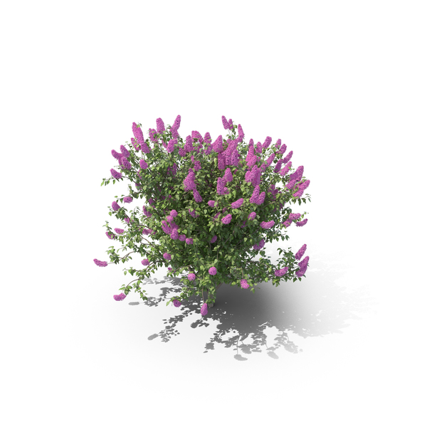 Lilac Bush PNG & PSD Images