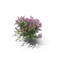Lilac Bush PNG & PSD Images