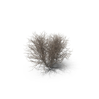 Bare Lilac Bush PNG & PSD Images