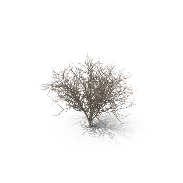 Lilac Bare PNG & PSD Images