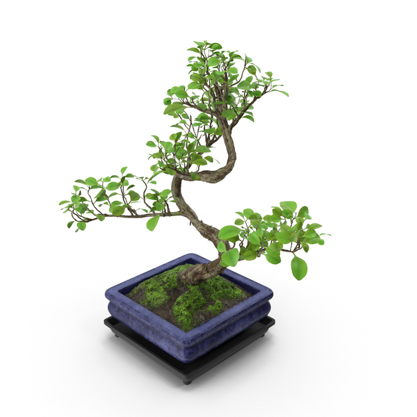 Bonsai Tree PNG & PSD Images