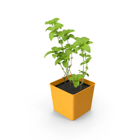 Potted Mint PNG & PSD Images
