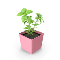 Potted Basil PNG & PSD Images