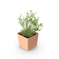 Potted Thyme PNG & PSD Images