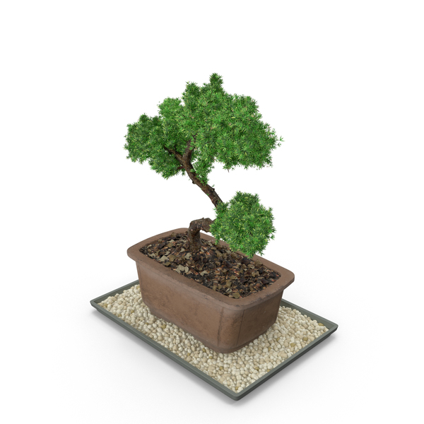 Bonsai Tree PNG & PSD Images