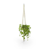 Hanging House Plant PNG & PSD Images