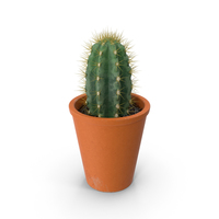 Potted Cactus PNG & PSD Images