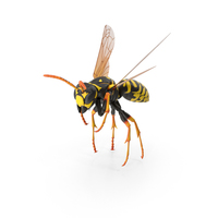 纸黄蜂PNG和PSD图像