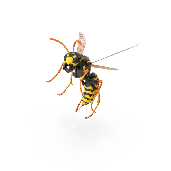 Paper Wasp PNG & PSD Images