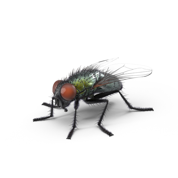 Green Fly PNG & PSD Images