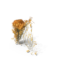 Autumnal Ivy PNG & PSD Images