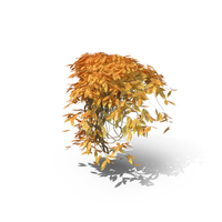 Autumnal Ivy PNG & PSD Images
