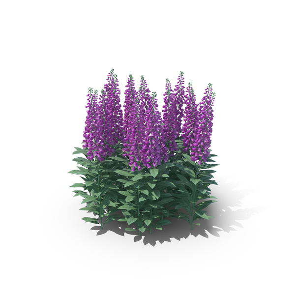 Foxgloves PNG & PSD Images