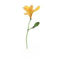 Peruvian Lily PNG & PSD Images