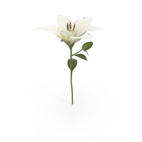 Lily PNG & PSD Images