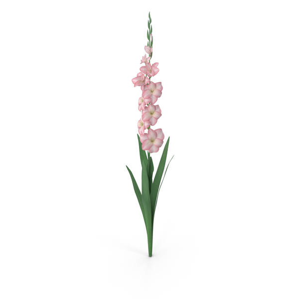 Gladiolus PNG & PSD Images