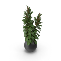 Potted Plant PNG & PSD Images