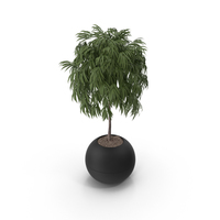 Potted Plant PNG & PSD Images