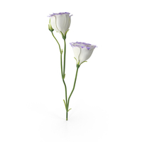 Eustoma White Purple PNG & PSD Images