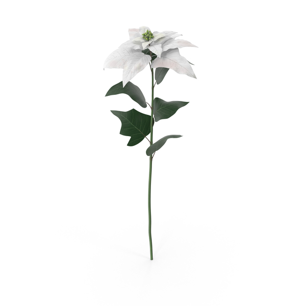 Poinsettia PNG & PSD Images
