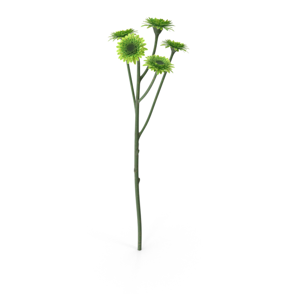 Santini Chrysanthemum PNG & PSD Images