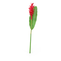 Red Ginger PNG & PSD Images